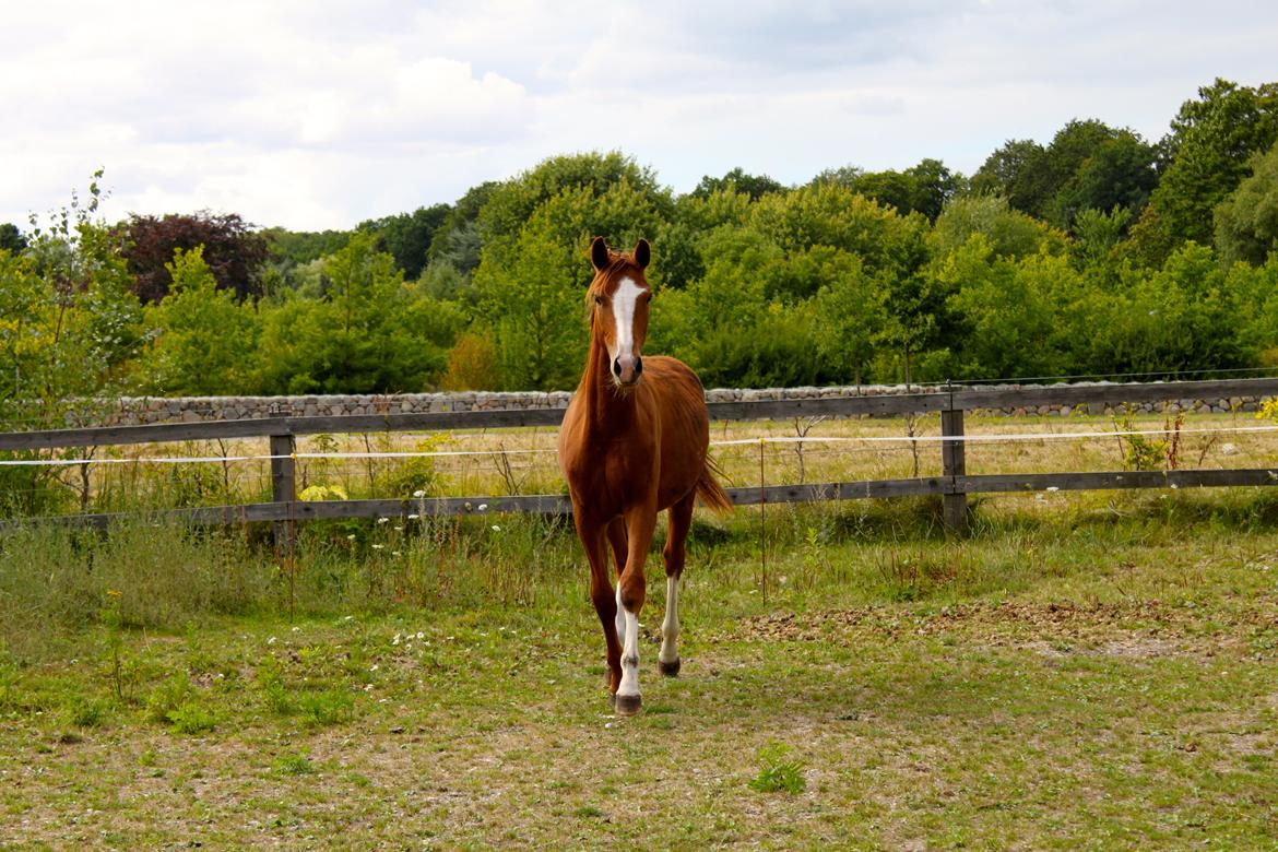 Anden særlig race High Heeled Halo - 12-8-2013 billede 1