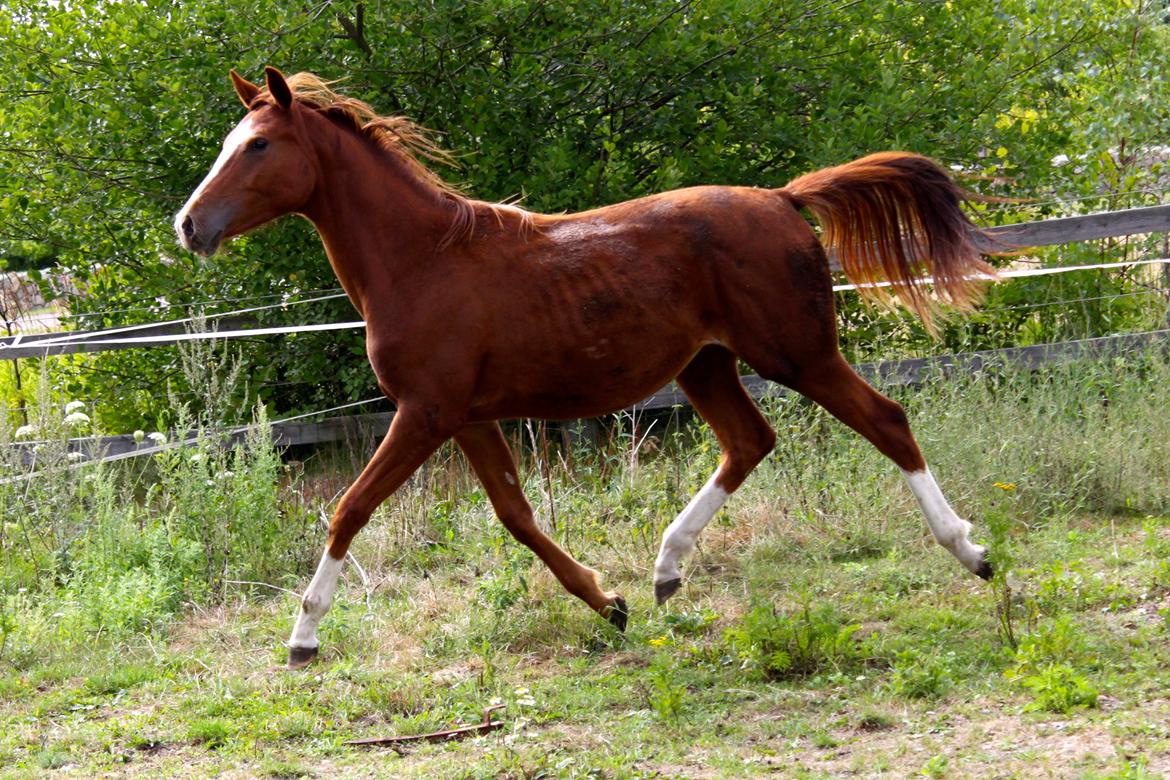 Anden særlig race High Heeled Halo - 12-8-2013 billede 27