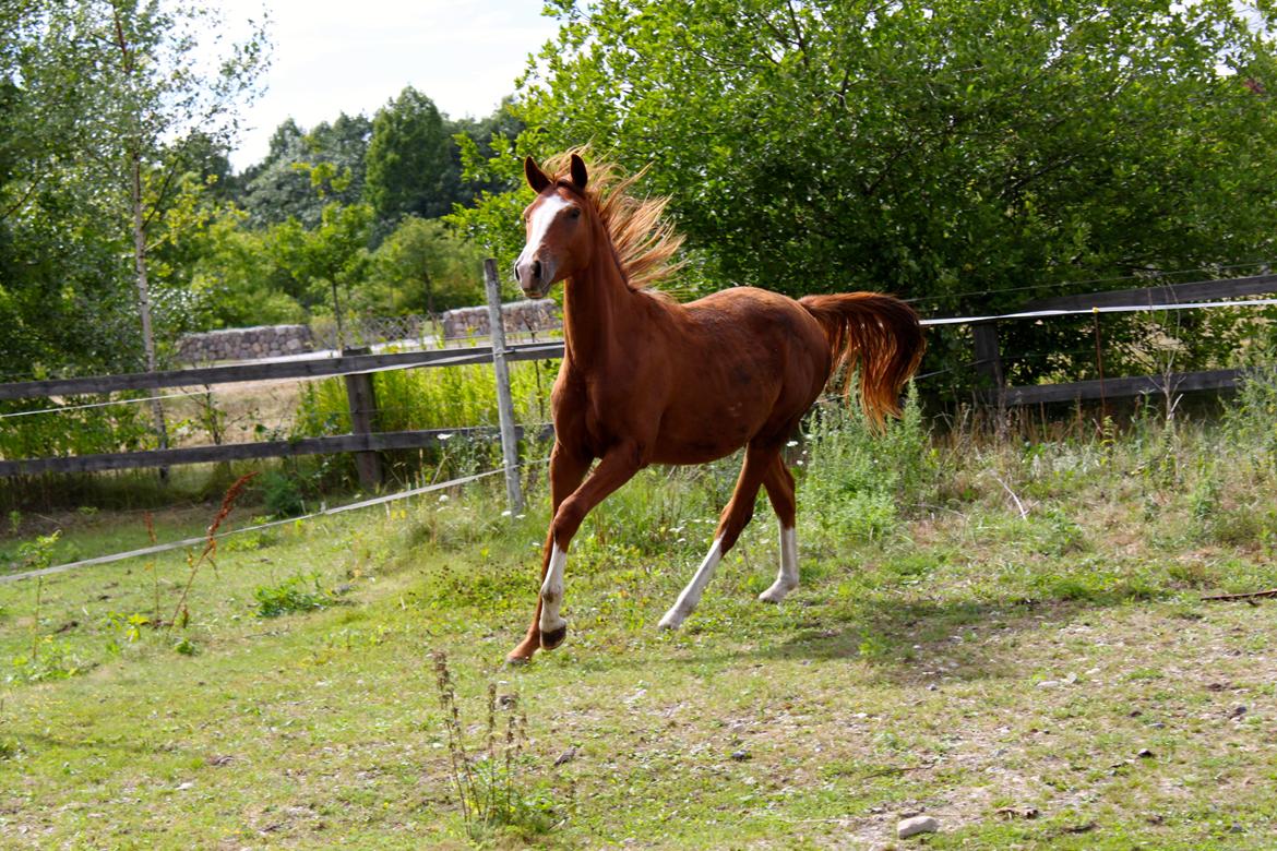 Anden særlig race High Heeled Halo - 12-8-2013 billede 28