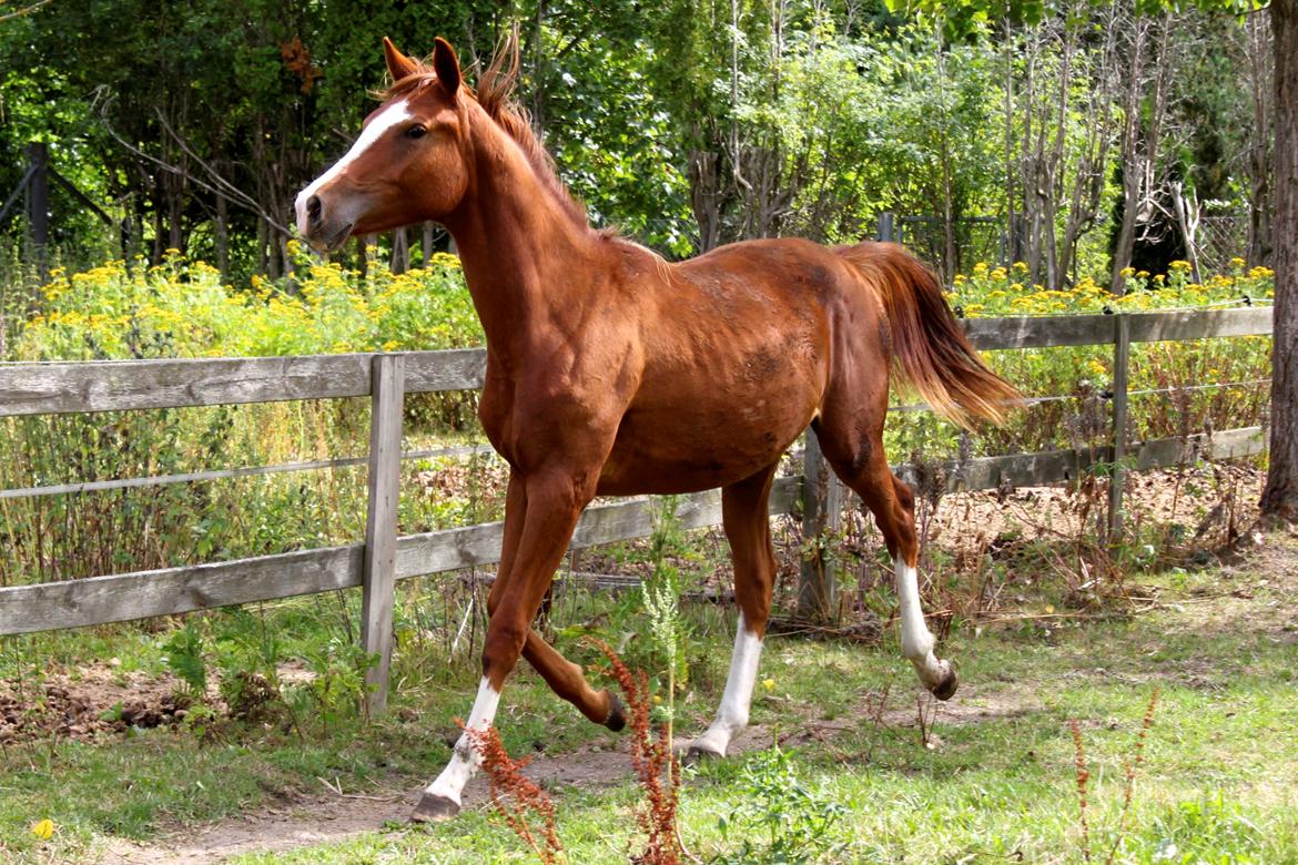 Anden særlig race High Heeled Halo - 12-8-2013 billede 29