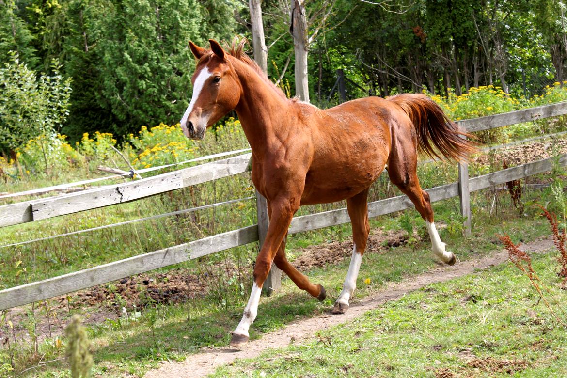 Anden særlig race High Heeled Halo - 12-8-2013 billede 30
