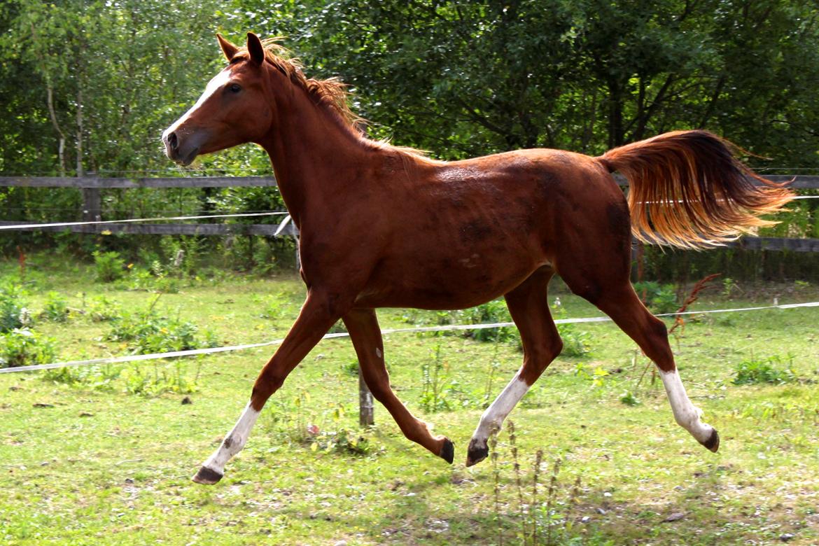 Anden særlig race High Heeled Halo - 12-8-2013 billede 31