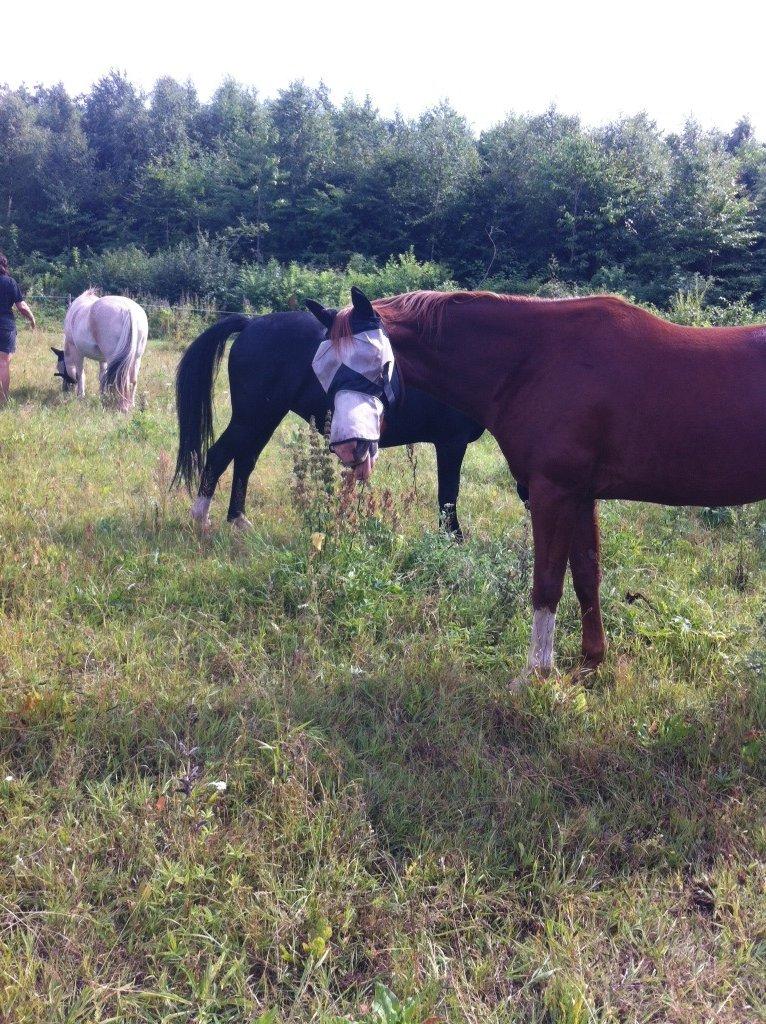 Trakehner Prince Cotta billede 5