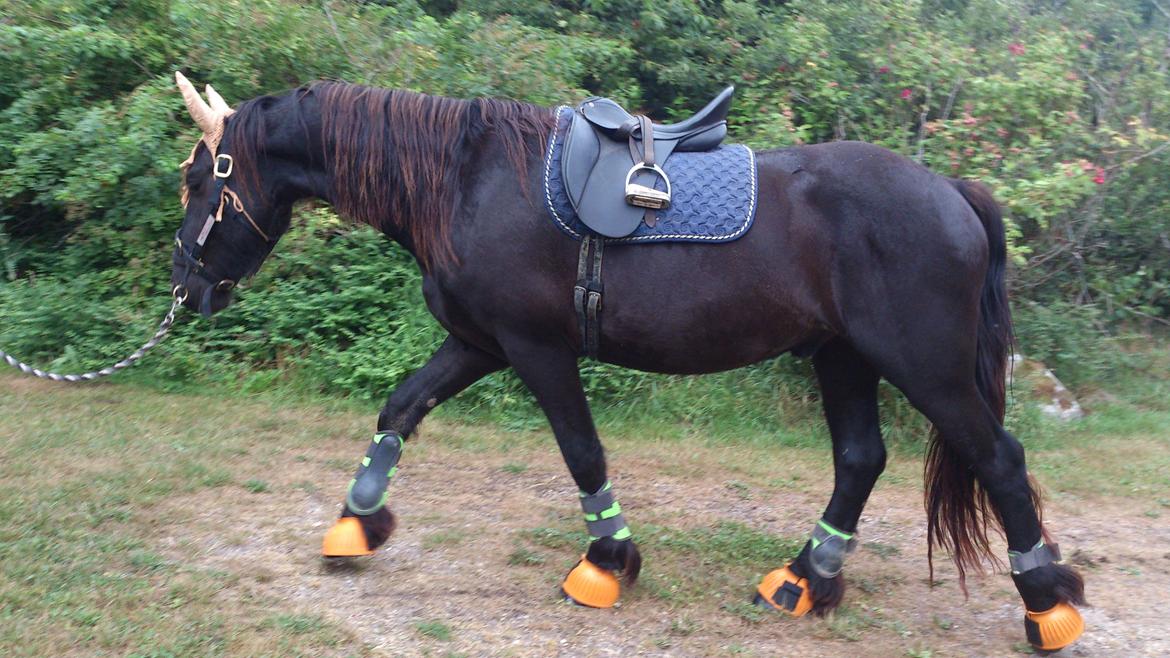 Frieser Temmy billede 43