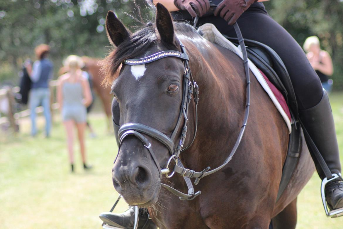Welsh Cob (sec D) Dynamite Bogart billede 5
