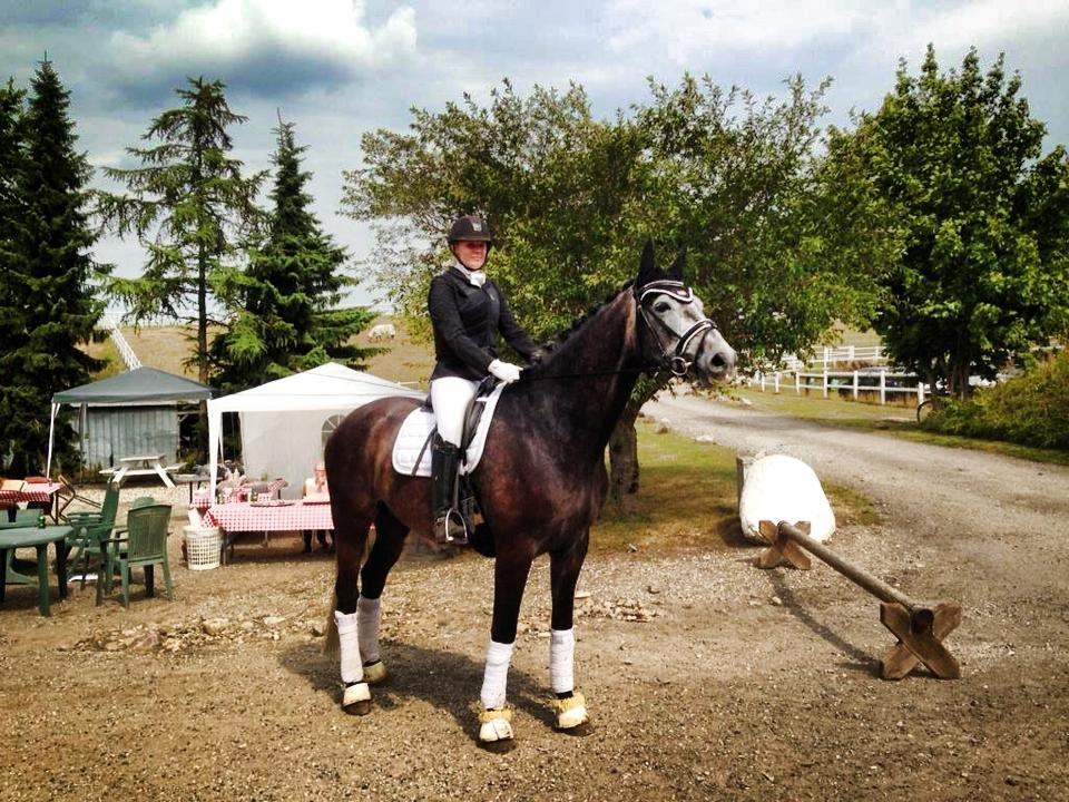 Dansk Varmblod I´matric billede 1