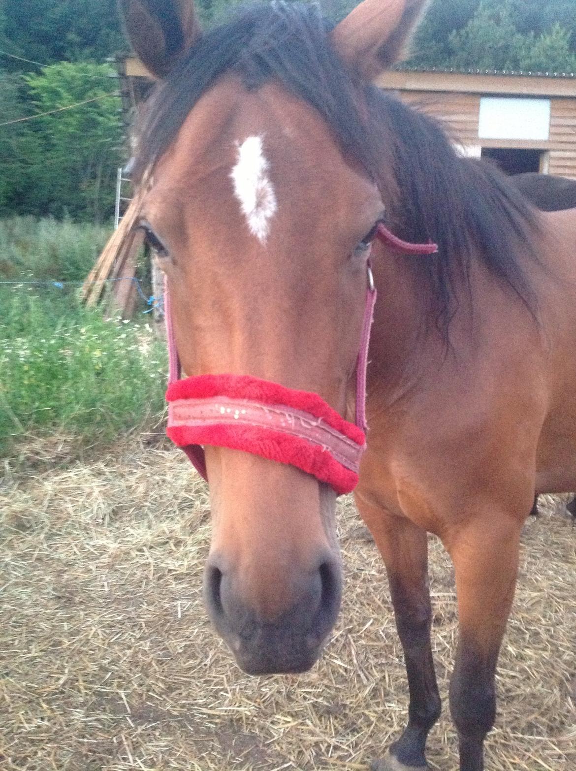 Fuldblod (XX) Dalia billede 3