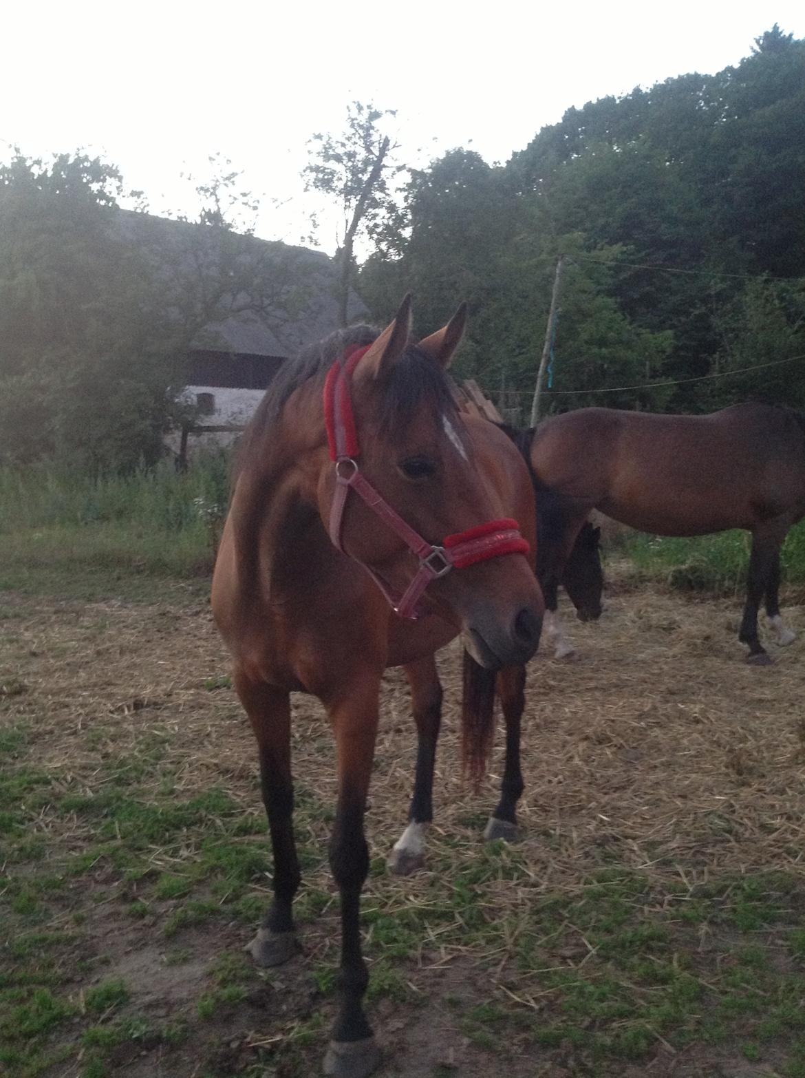 Fuldblod (XX) Dalia - Min lille pige står og kigger på Vixen billede 4