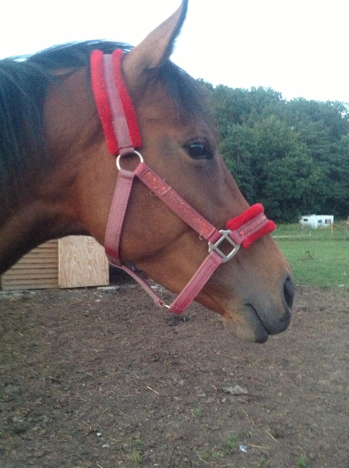 Fuldblod (XX) Dalia - Der kommer en bil XP billede 5