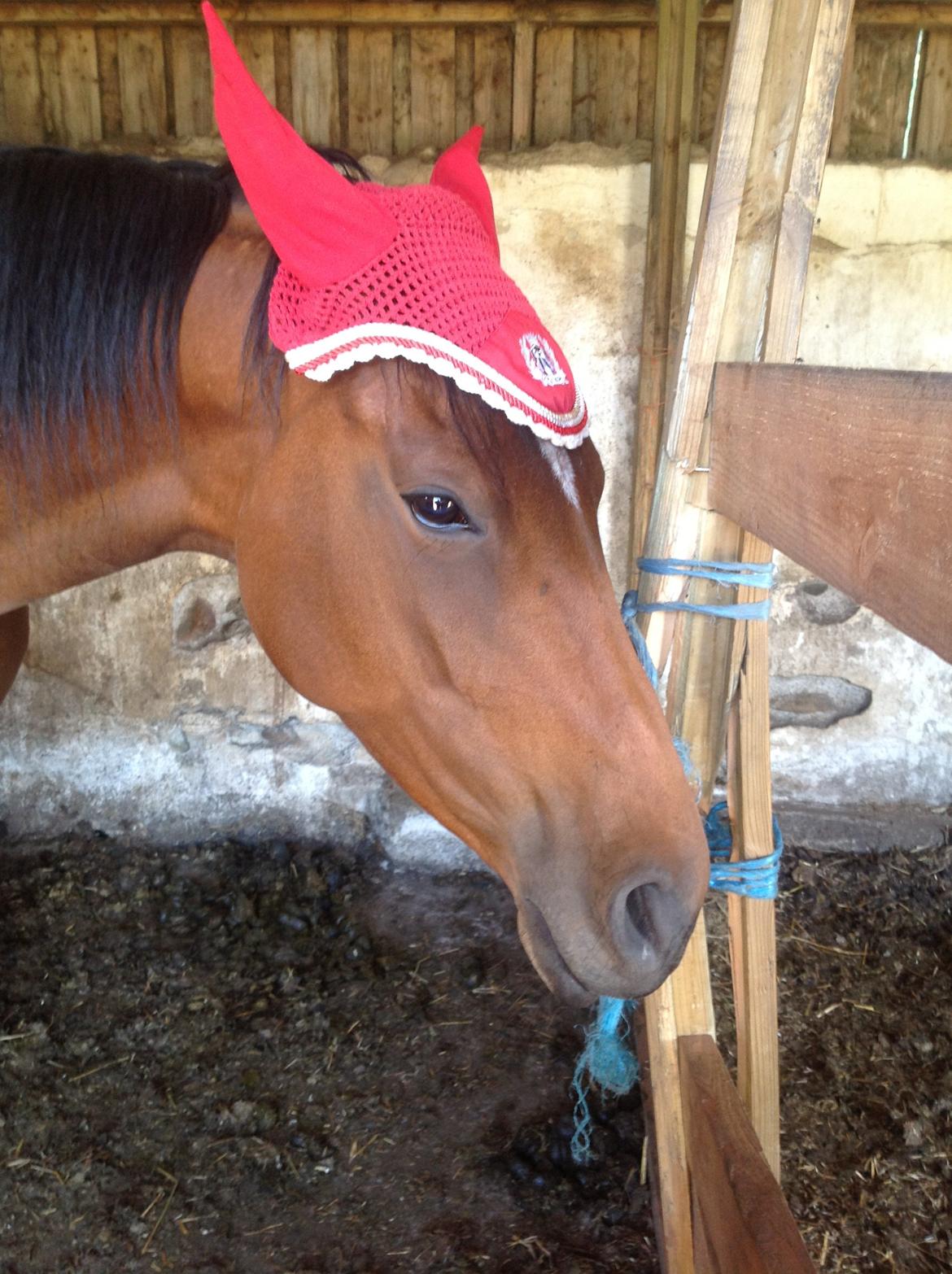 Fuldblod (XX) Dalia - Dalia med hut på for første gang billede 6