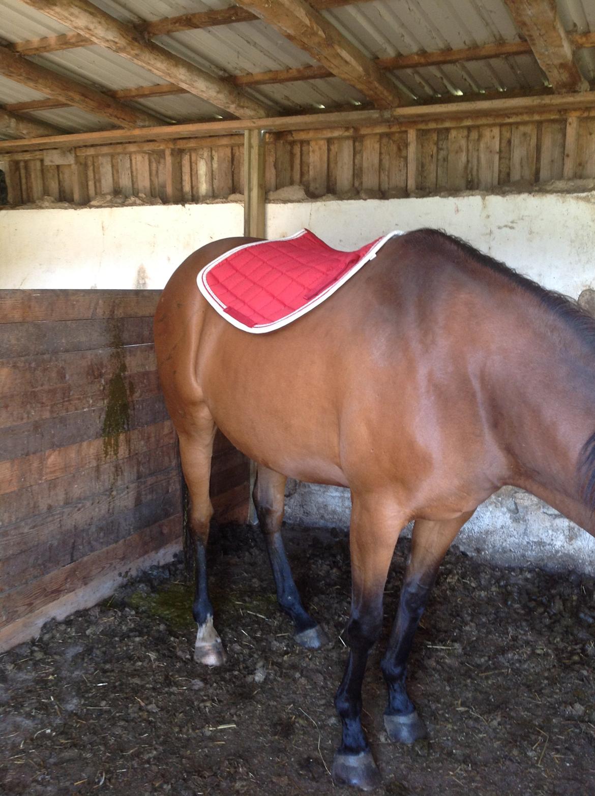 Fuldblod (XX) Dalia - Dalia med underlag på for første  billede 7