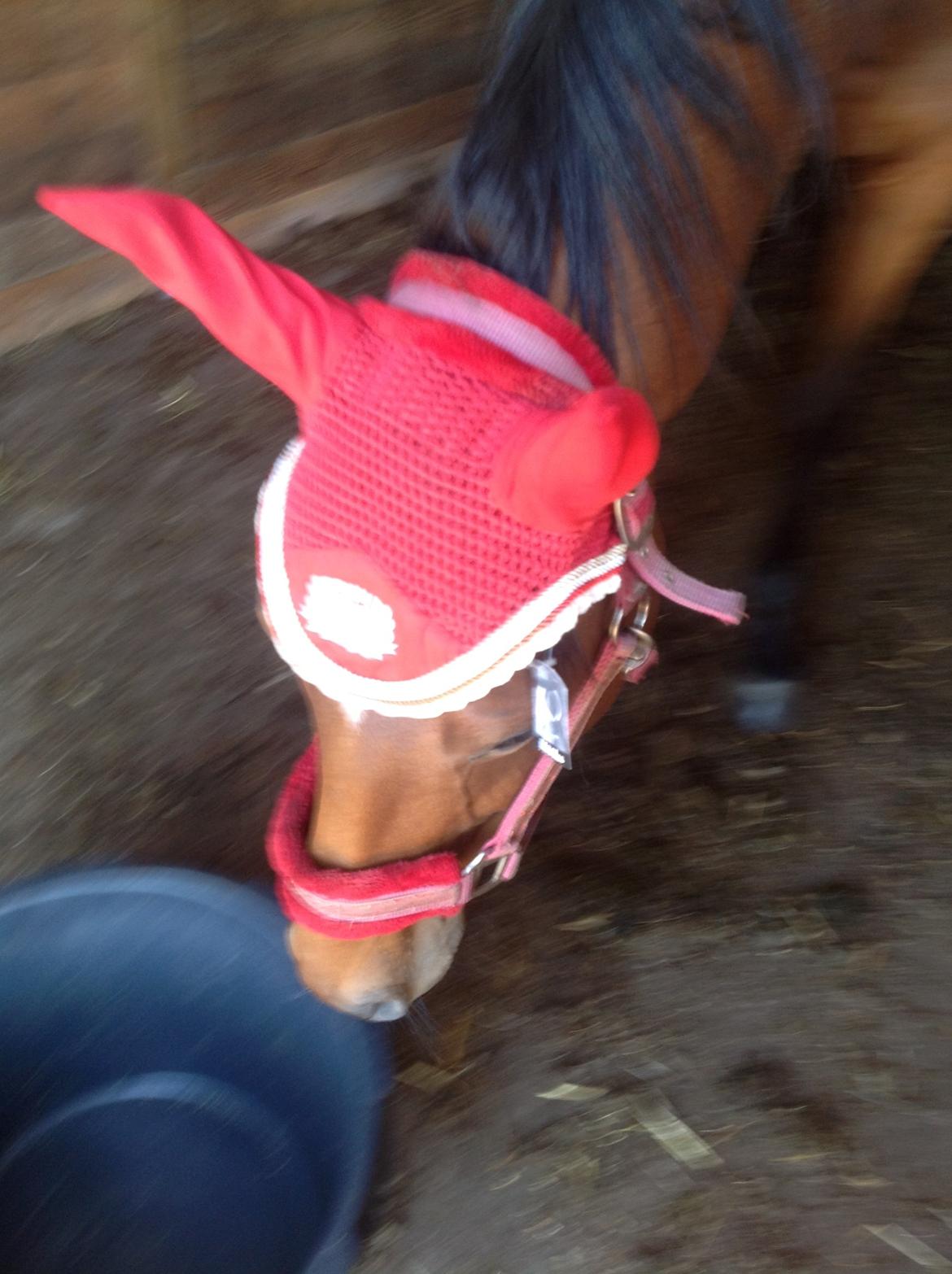 Fuldblod (XX) Dalia - Dalia men grime og hut på:-) billede 8