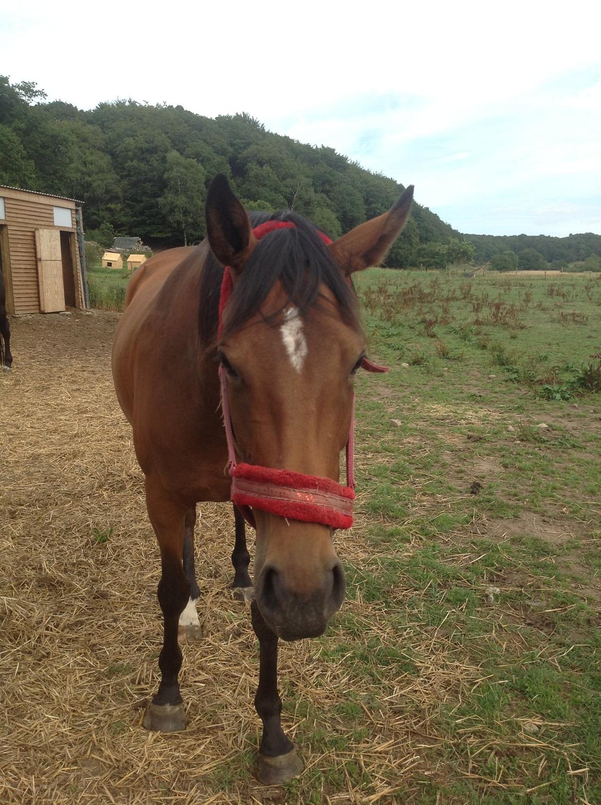 Fuldblod (XX) Dalia billede 9