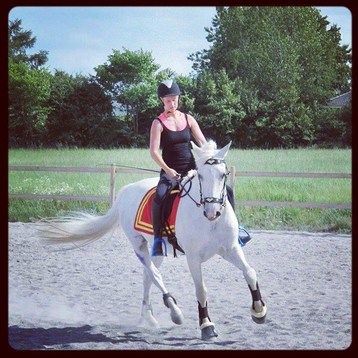 Pura Raza Española Obelisco XI billede 18