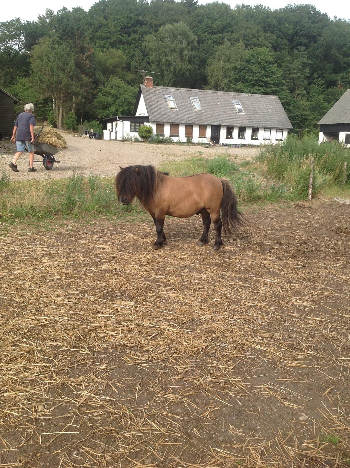 Shetlænder Bettemand (Bette) - Smukke dreng billede 9