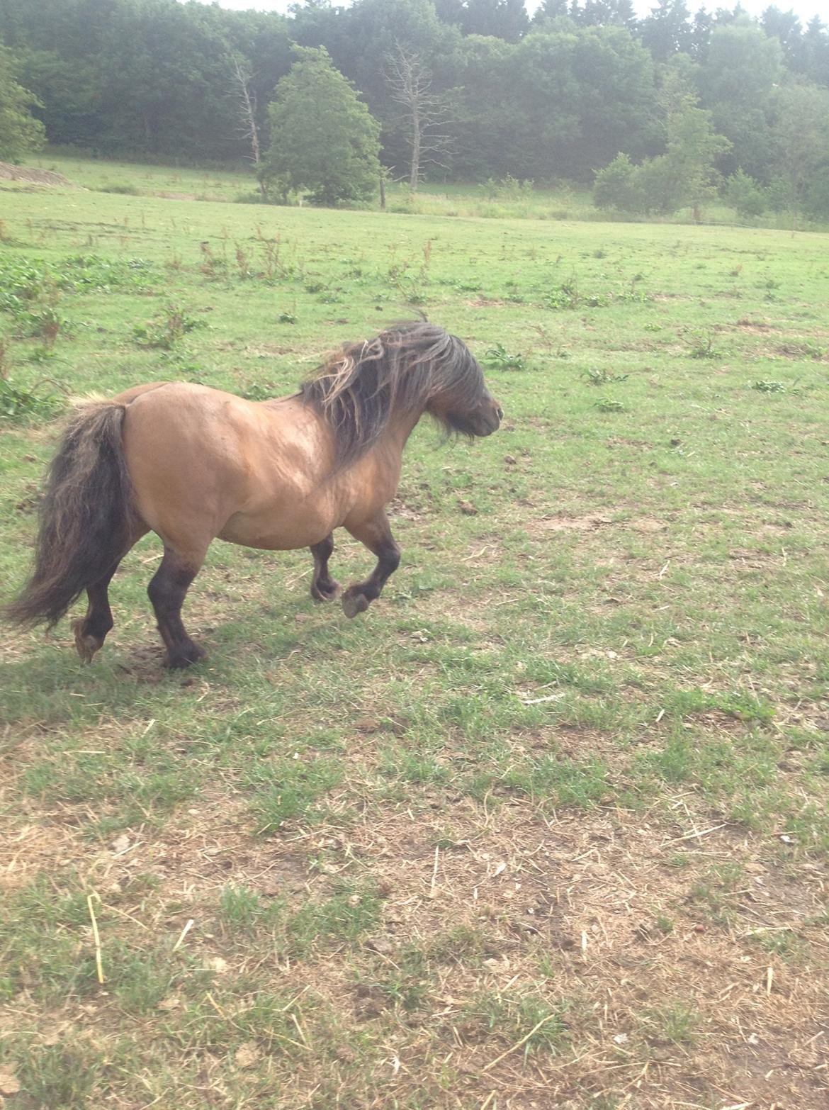 Shetlænder Bettemand (Bette) - Bette i trav billede 10