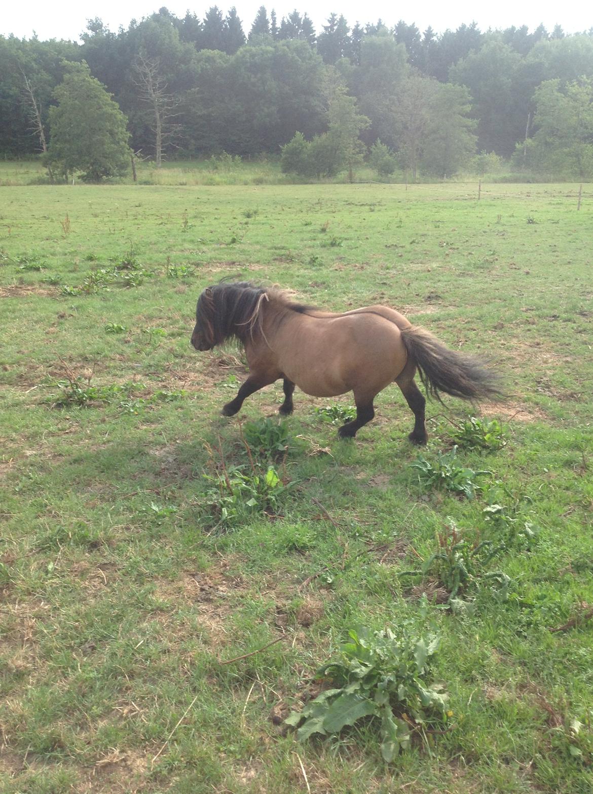 Shetlænder Bettemand (Bette) - Bette i galop billede 11