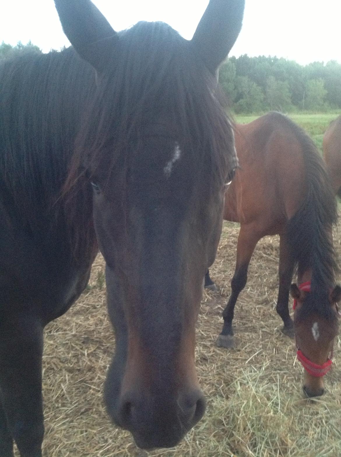 Dansk Varmblod Vixen - Hun er bare så flot billede 8
