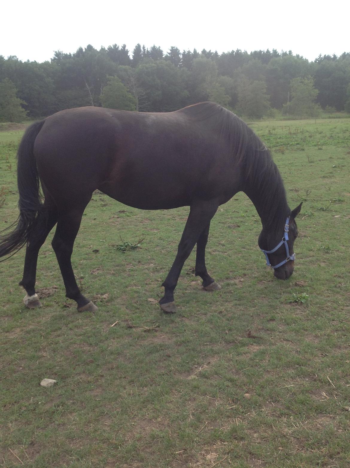 Dansk Varmblod Vixen - Står og grasser billede 9