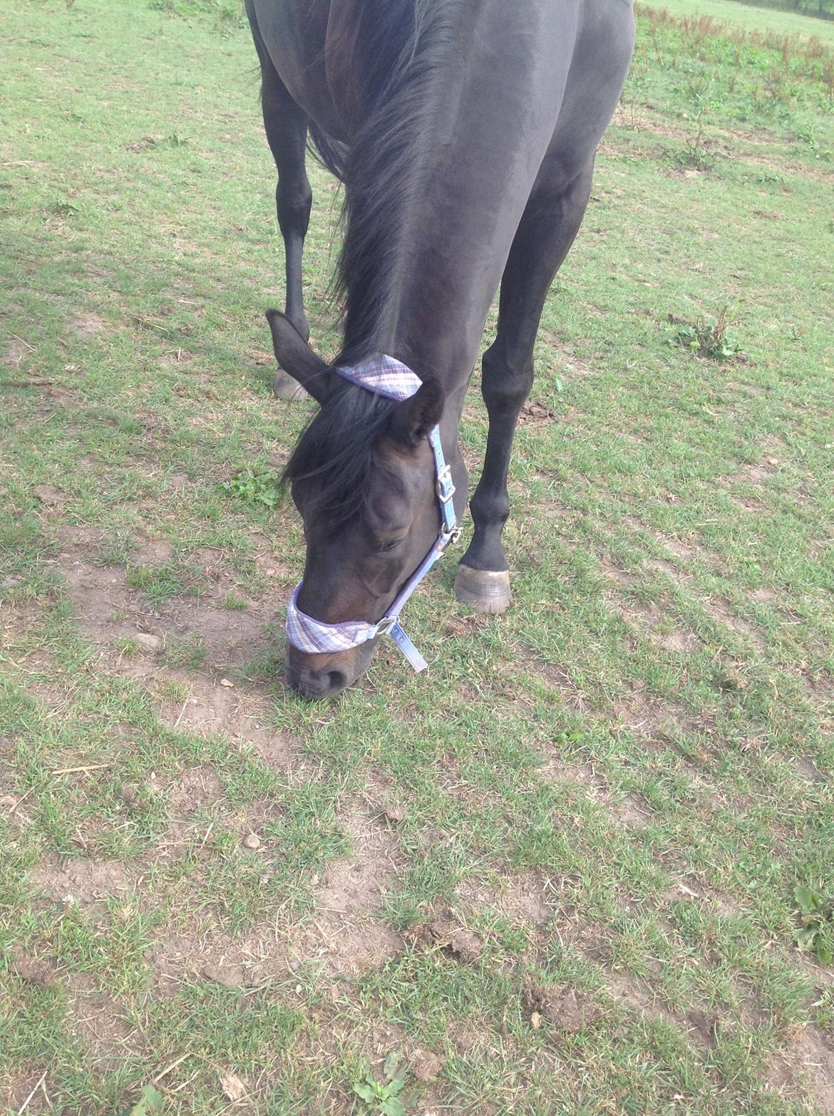 Dansk Varmblod Vixen - Vixe med grime på billede 10