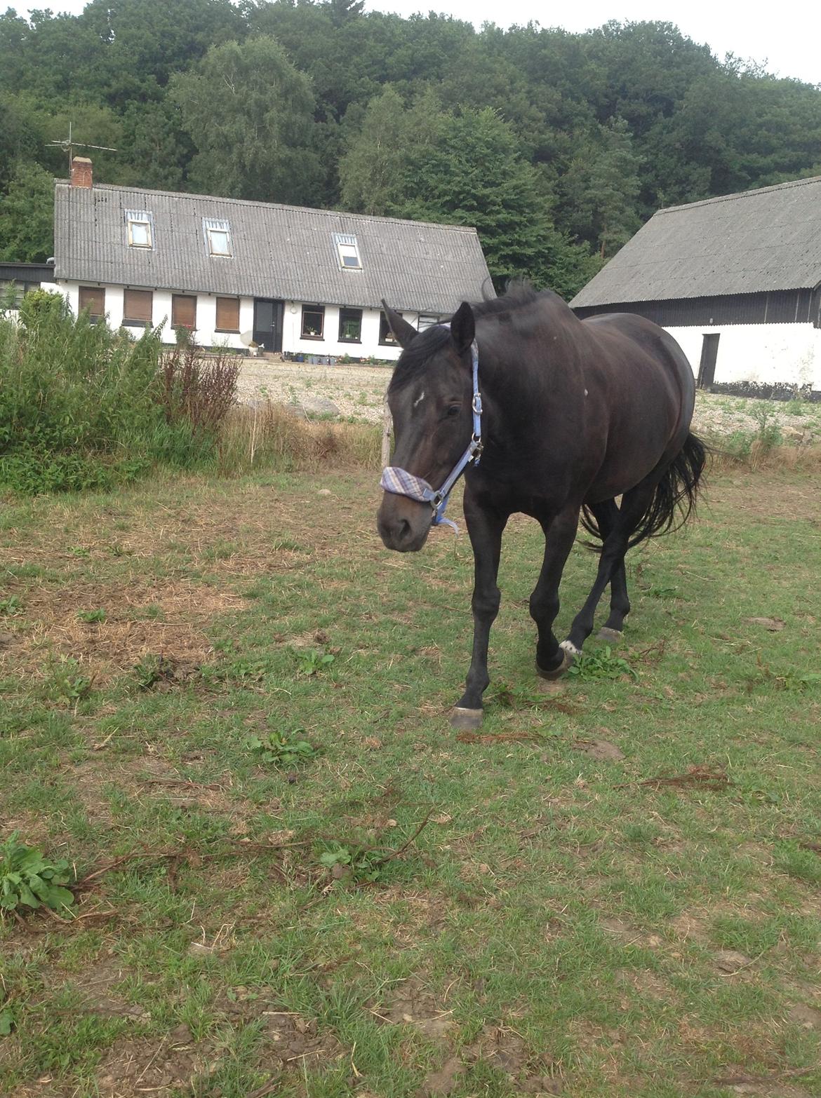 Dansk Varmblod Vixen - Tag et billede af MIG! billede 11