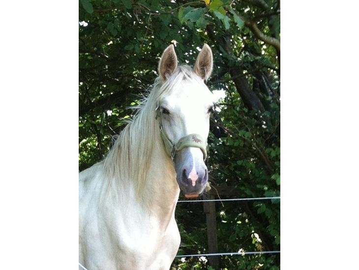 {{currentPhoto.altText}} billede {{currentPhoto.number}}