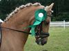 Palomino Golden Desert Fighter