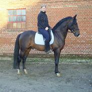 Oldenborg Aristokrat *solgt*