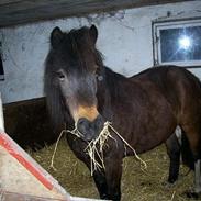 Anden særlig race Musse