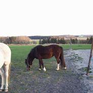 Anden særlig race Musse