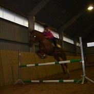 Dansk Varmblod Strong minded