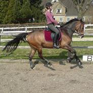 Anden særlig race Chamelli¤B-PONY¤