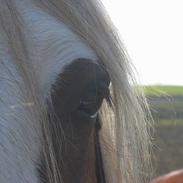 Welsh Cob (sec D) Haymos Flying Star