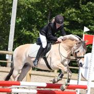 Fjordhest * FJODOR * 