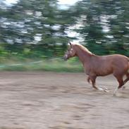 Dansk Varmblod hjælmbjergs chablis SOLGT