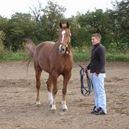 Dansk Varmblod hjælmbjergs chablis SOLGT
