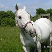 Anden særlig race Lukas - eks. halvpart :(