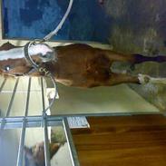 Hollandsk Varmblod Bewamdo SOLGT