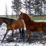 Hollandsk Varmblod Bewamdo SOLGT