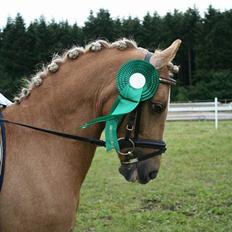 Palomino Golden Desert Fighter
