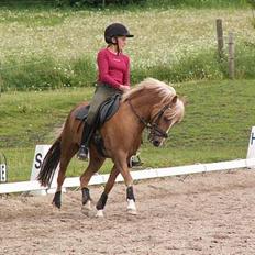Palomino Golden Desert Fighter
