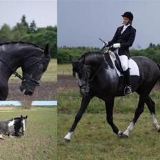 Anden særlig race ontario >--Aflivet--<