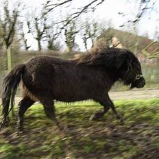 Anden særlig race Ikaros snart nye billeder