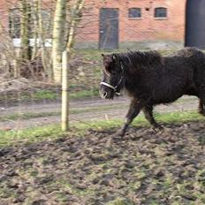 Anden særlig race Ikaros snart nye billeder