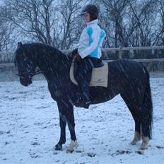 DSP welvet af Kongshøj solgt