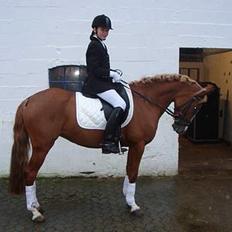 Welsh Cob (sec D) Santana    Solgt&Savnet! 