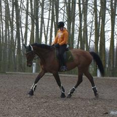 Anden særlig race Thilde *Solgt*