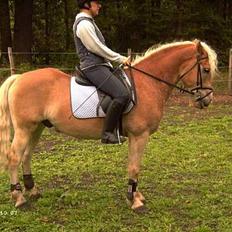 Anden særlig race Hafferlaffen