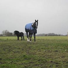 Anden særlig race ontario >--Aflivet--<