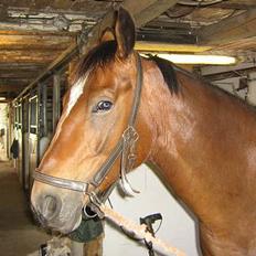 Anden særlig race Mirou *Solgt*